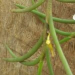 Nephrangis bertauxiana plant met groene bladeren op neutrale achtergrond.