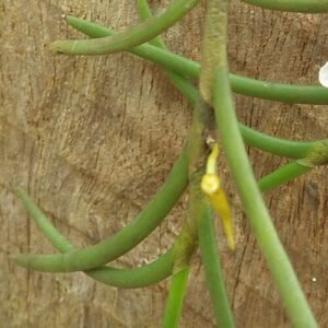 Nephrangis bertauxiana plant met groene bladeren op neutrale achtergrond.