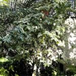 Ficus aspera plant with green leaves in a botanical building.