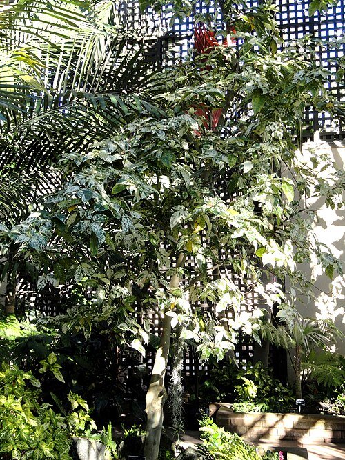 Ficus aspera plant with green leaves in a botanical building.