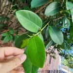 Ficus aurea plant with bright green leaves in natural setting.