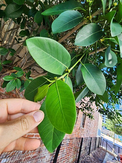 Ficus aurea plant with bright green leaves in natural setting.