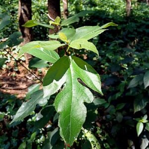 Ficus exasperata plant met groen blad en gestructureerde bast.
