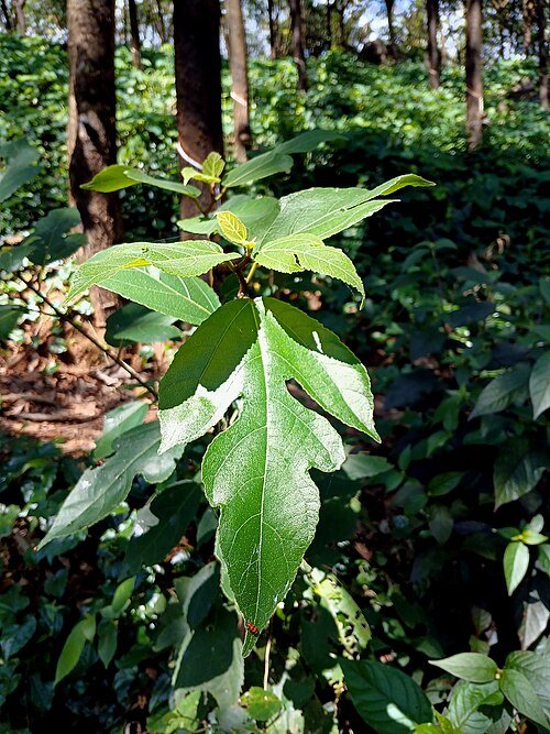 Ficus exasperata plant met groen blad en gestructureerde bast.