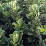 Ficus lyrata plant met grote groene vioolvormige bladeren.