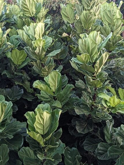 Ficus lyrata plant met grote groene vioolvormige bladeren.