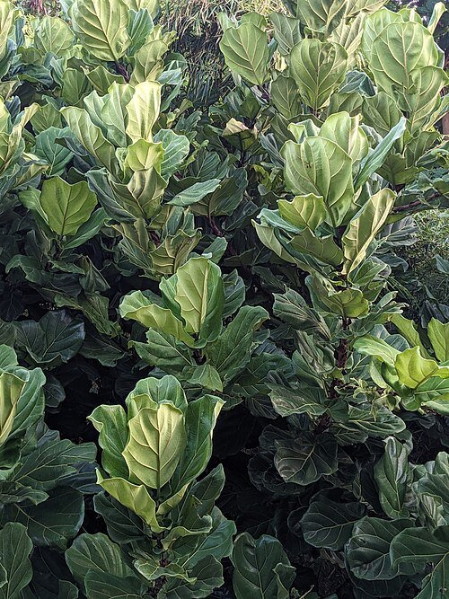 Ficus lyrata plant met grote groene vioolvormige bladeren.