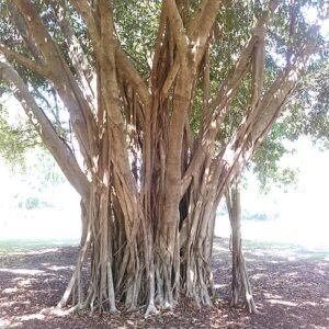 Ficus macrophylla, Australische Banyanboom in Darwin, Northern Territory, Australië.