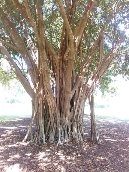 Ficus macrophylla, Australische Banyanboom in Darwin, Northern Territory, Australië.