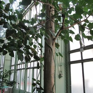 Heilige vijgenboom in Jardin des Plantes de Parijs.