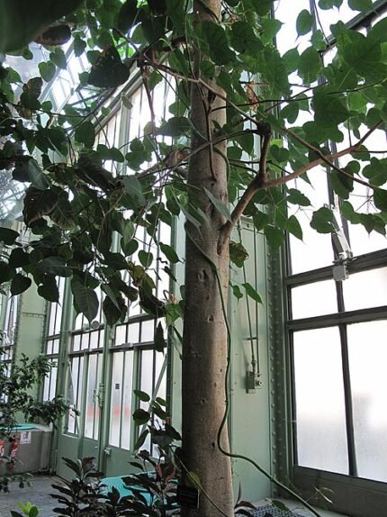 Heilige vijgenboom in Jardin des Plantes de Parijs.