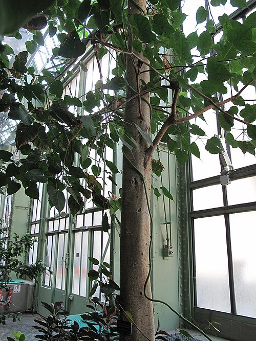 Heilige vijgenboom in Jardin des Plantes de Parijs.