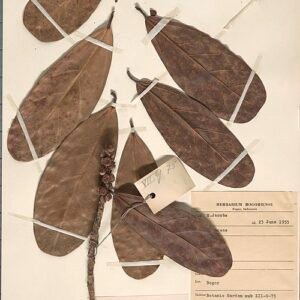 Ficus retusa bladeren op herbarium vel.