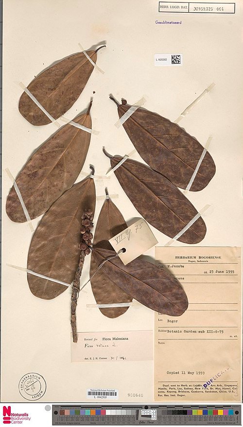 Ficus retusa bladeren op herbarium vel.
