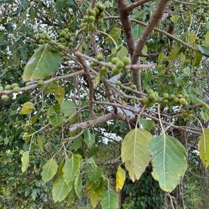 Ficus rumphii plant with vibrant green leaves in a pot.