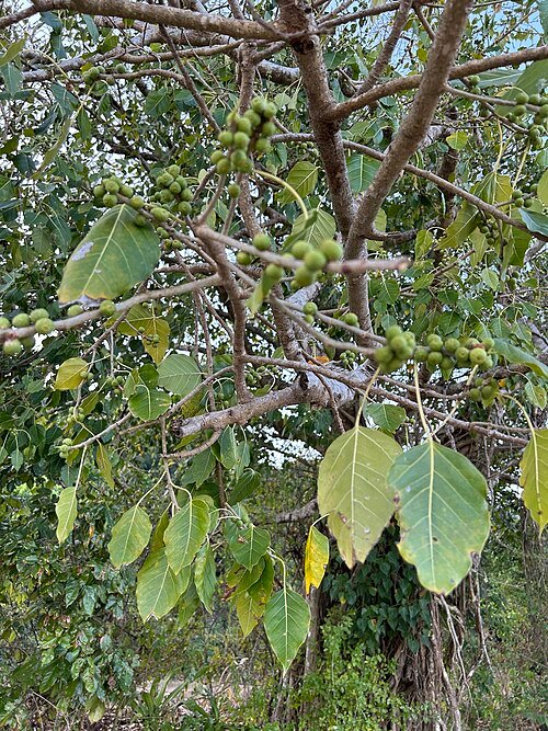 Ficus rumphii plant with vibrant green leaves in a pot.