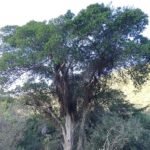 Kaapse wilde vijgboom met groene bladeren en kleine rode vruchten.