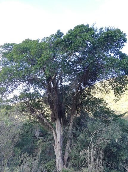 Kaapse wilde vijgboom met groene bladeren en kleine rode vruchten.