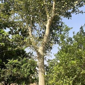 Wilde vijgenboom met groene bladeren en ruwe schors.