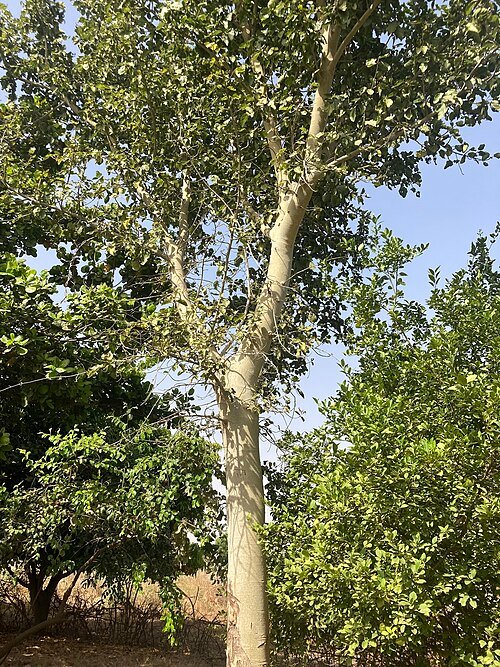 Wilde vijgenboom met groene bladeren en ruwe schors.