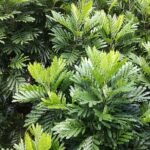 Filicium decipiens boom met groen bladeren en bruine stam.