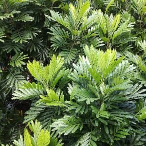 Filicium decipiens boom met groen bladeren en bruine stam.