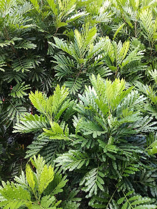 Filicium decipiens boom met groen bladeren en bruine stam.