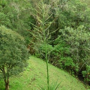 Furcraea cabuya plant met lange, slanke groene bladeren, groeiend in natuurlijke setting.