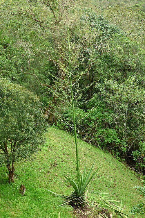 Furcraea cabuya plant met lange, slanke groene bladeren, groeiend in natuurlijke setting.