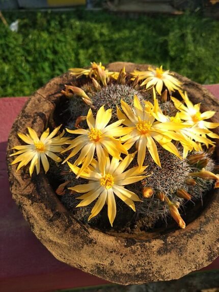 Close-up van Mammillaria beneckei cactus met heldere gele bloemen en stekels.