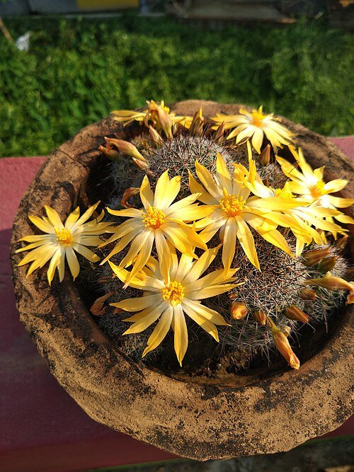 Close-up van Mammillaria beneckei cactus met heldere gele bloemen en stekels.