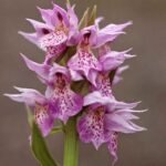 Purple-flowered Dactylorhiza aristata orchid plant on natural background.