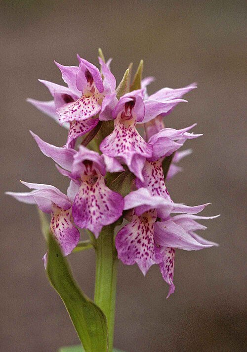 Purple-flowered Dactylorhiza aristata orchid plant on natural background.