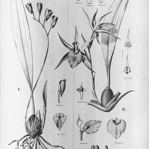 Zygosepalum orchidee met paarse en groene bloemblaadjes tegen natuurlijke achtergrond.