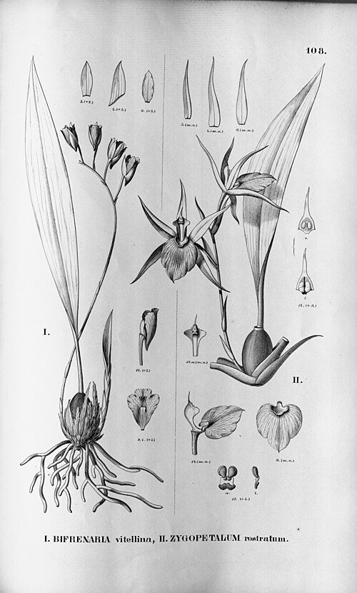 Zygosepalum orchidee met paarse en groene bloemblaadjes tegen natuurlijke achtergrond.