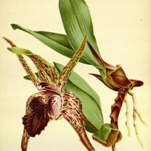 Purple Dendrobium amplum orchid flowers in full bloom on green background.