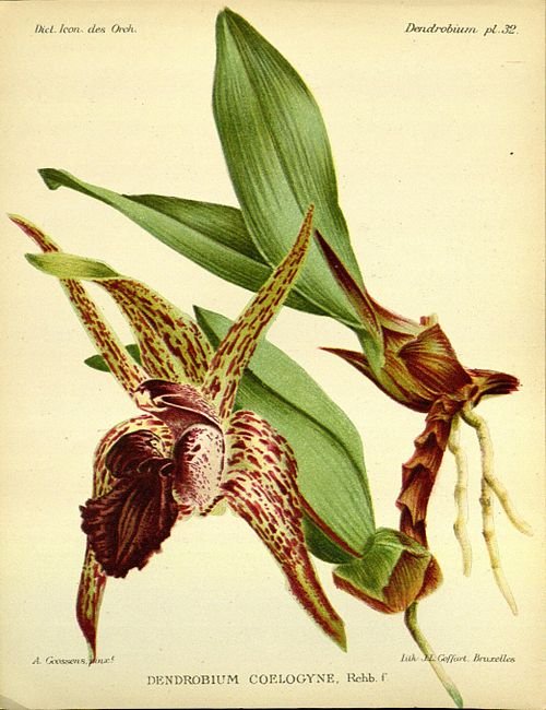 Purple Dendrobium amplum orchid flowers in full bloom on green background.