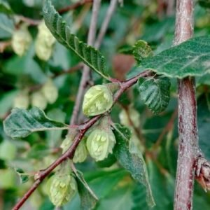 Bloeiende vrouwelijke Nothofagus obliqua (roble) bloem in close-up.