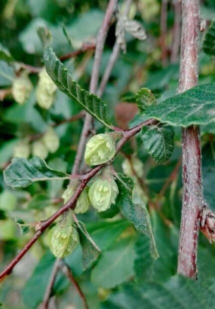 Bloeiende vrouwelijke Nothofagus obliqua (roble) bloem in close-up.