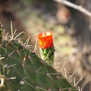 Bloeiende palm met scherpe doornen, gele bloemblaadjes en groene bladeren.