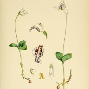 Codonorchis bloem op kleigrond in Antarctica.