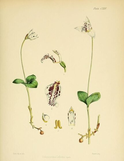 Codonorchis bloem op kleigrond in Antarctica.