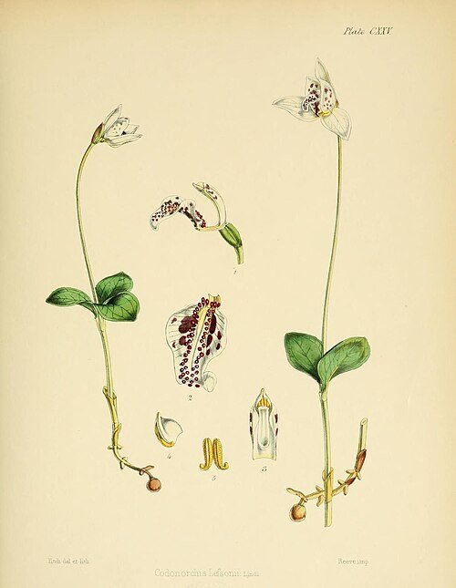 Codonorchis bloem op kleigrond in Antarctica.