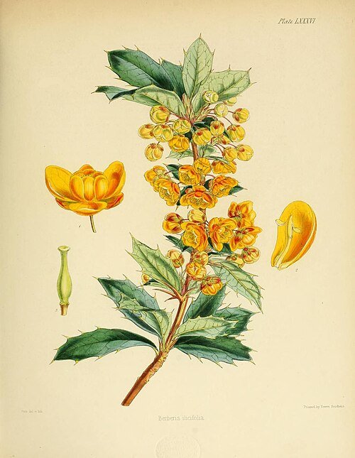 Berberis ilicifolia plant met donkergroene bladeren, rode bessen en stekelige doornen.