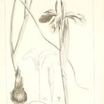 Iris juncea plant met gele bloemen en grasachtige bladeren.