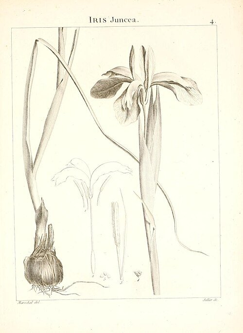 Iris juncea plant met gele bloemen en grasachtige bladeren.