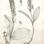 Zeldzame Platanthera azorica orchidee bloem in natuurlijke habitat.