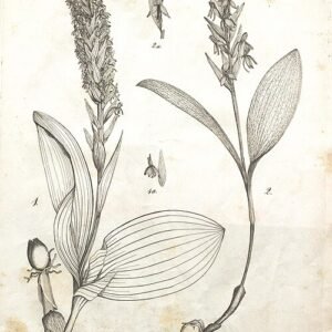 Zeldzame Platanthera azorica orchidee bloem in natuurlijke habitat.