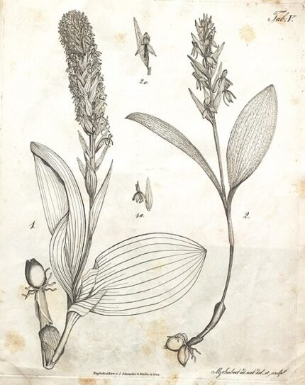 Zeldzame Platanthera azorica orchidee bloem in natuurlijke habitat.