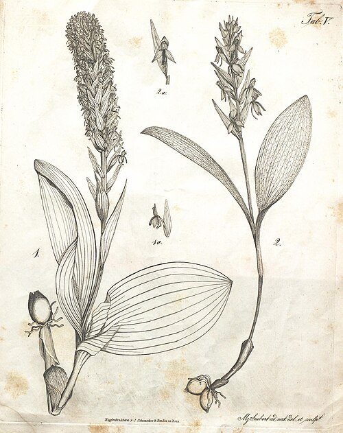 Zeldzame Platanthera azorica orchidee bloem in natuurlijke habitat.